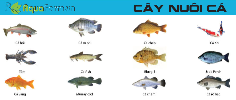 Loại cá phổ biến trong Mô hình Aquaponics